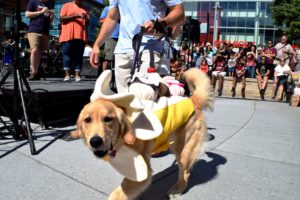 2017 merrifield fall festival pet costume contest dog