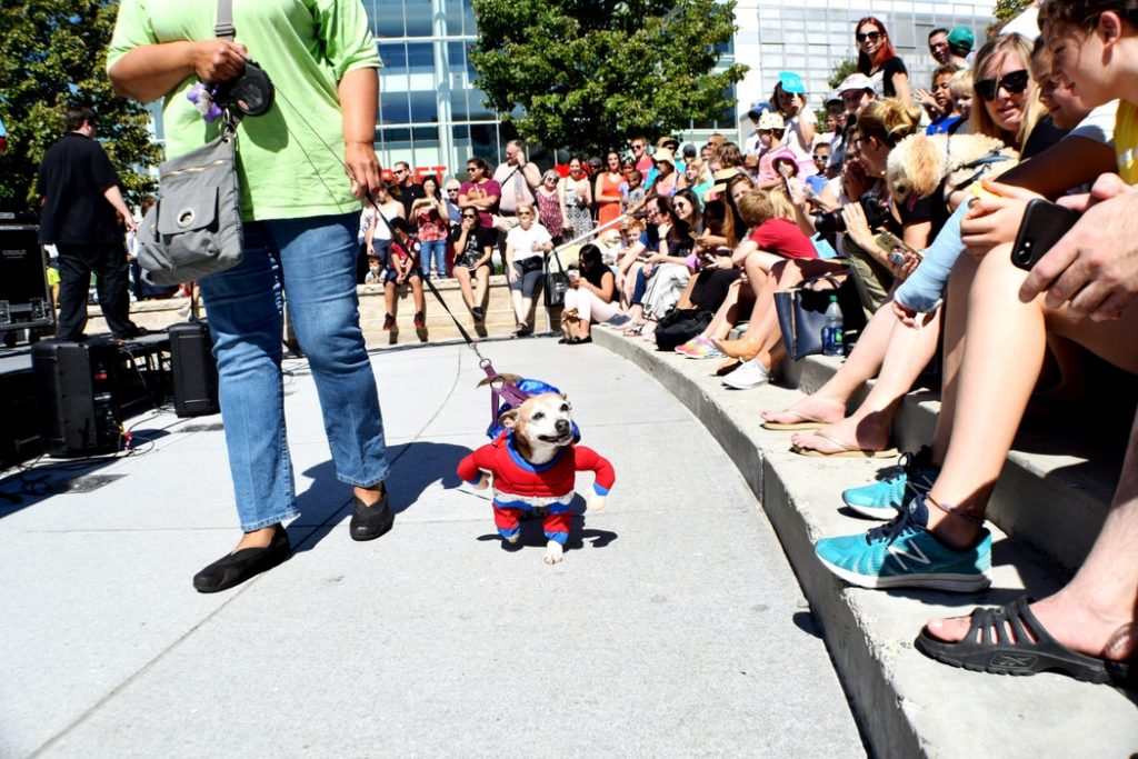 2017 merrifield fall festival pet costume contest mosaic